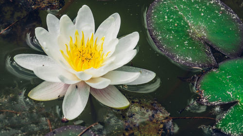 Close-up of lotus water lily in pond