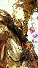 Close-up of tree trunk