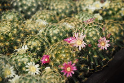 High angle view of pink flowering plants