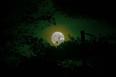 Low angle view of silhouette trees against moon at night