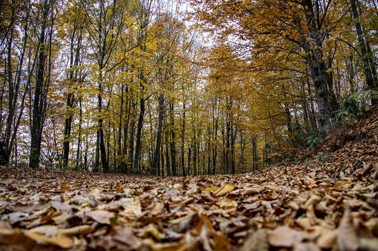 SURFACE LEVEL OF TREES IN FOREST