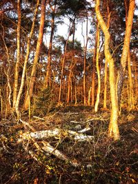 Trees growing on field in forest