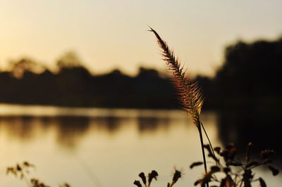 Close-up of fresh plant against sky during sunset