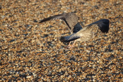 Seagul flying across pebbled beach