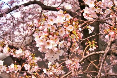 Low angle view of apple blossoms in spring