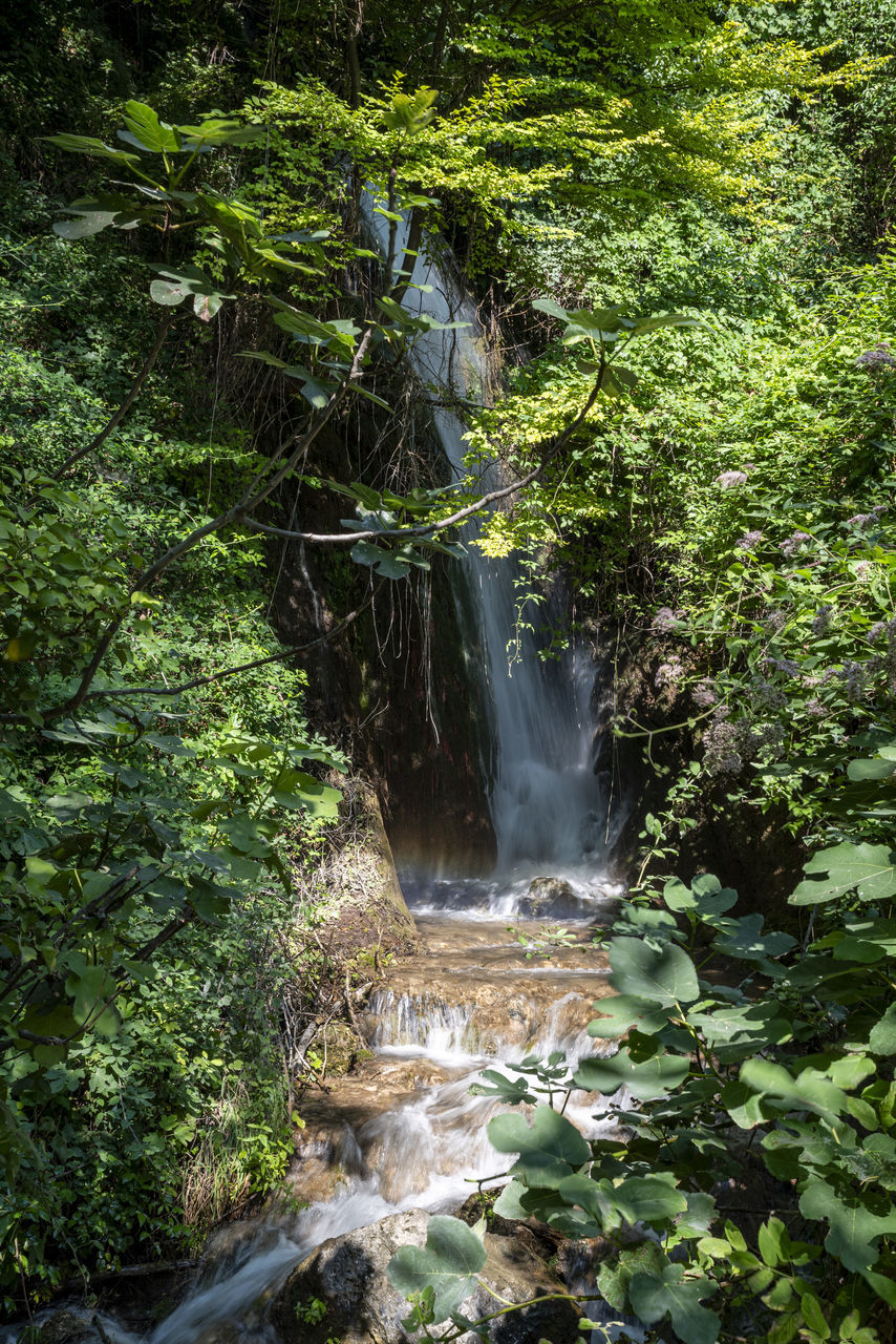 plant, beauty in nature, waterfall, tree, water, forest, scenics - nature, nature, body of water, rainforest, land, stream, motion, flowing water, environment, watercourse, woodland, water feature, green, long exposure, natural environment, jungle, growth, no people, non-urban scene, rock, river, outdoors, foliage, lush foliage, flowing, day, leaf, creek, autumn, blurred motion, travel destinations, wilderness, idyllic, landscape, tranquility, power in nature, plant part, tranquil scene, travel, state park, tourism, old-growth forest