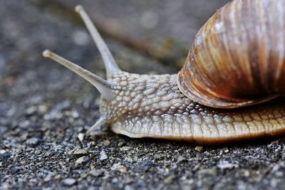 Close-up of snail