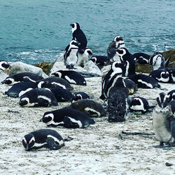 View of birds on beach