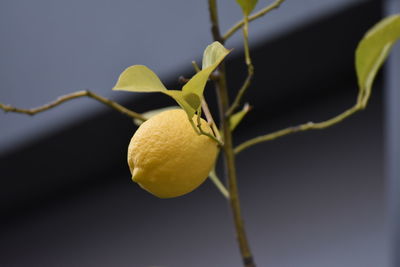 Close-up of yellow fruit on plant