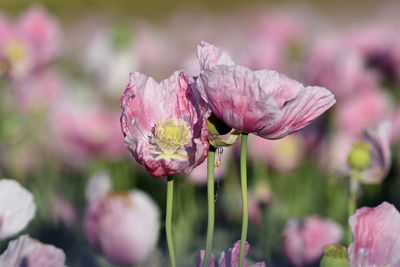 Close-up of pink flowering plant