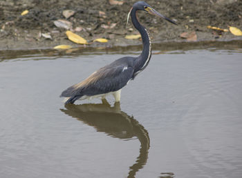 View of a bird in lake