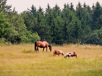 Horses on grassy field against trees