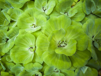 Full frame shot of green plant