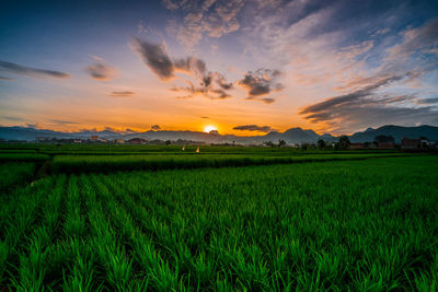 Scenic view of agricultural field against sky during sunset