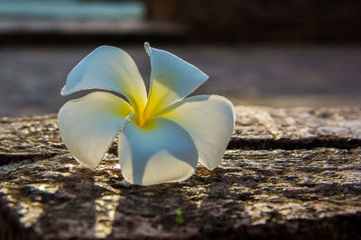 Close-up of white flower