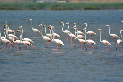 Flock of birds in the sea