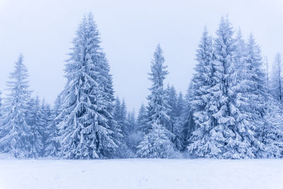 Snow covered pine trees in forest against sky