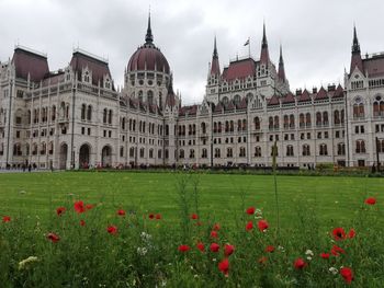 View of flowering plants with buildings in background