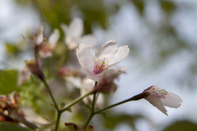 Close-up of white cherry blossoms