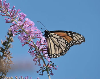 Close-up of butterfly pollinating on pink flower