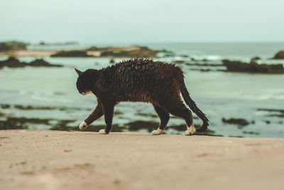 Side view of giraffe on beach