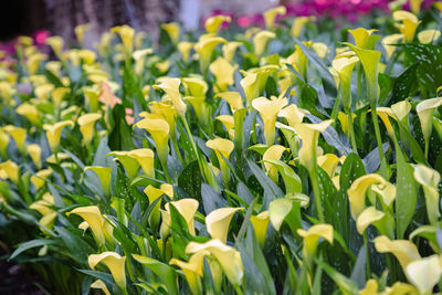 Close-up of yellow flowering plants on field