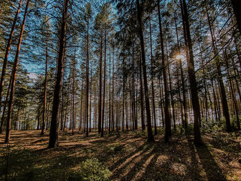 Trees in forest against sky