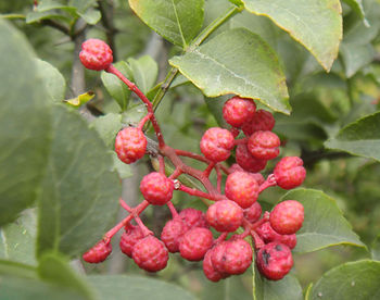 Close-up of red berries growing on tree