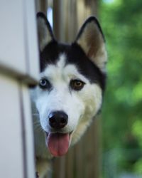 Close-up portrait of dog sticking out tongue