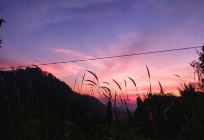 Silhouette plants on field against sky at sunset