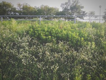 Plants growing on field