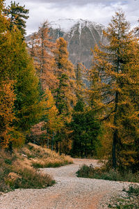 Trees in forest during autumn