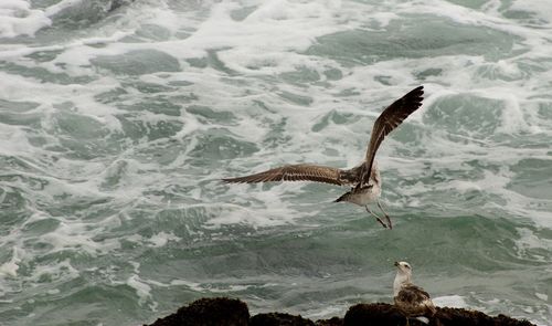 High angle view of seagull flying over sea