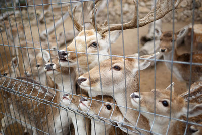 Close-up of deer