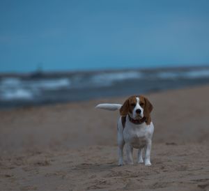 Dog on beach