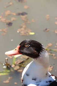 Close-up of swan on lake