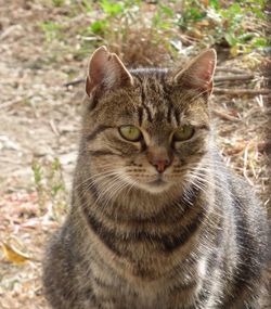 Close-up portrait of tabby cat on field