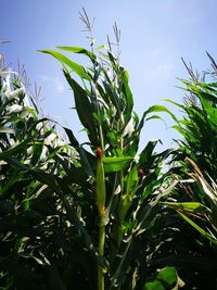 Low angle view of plant against sky