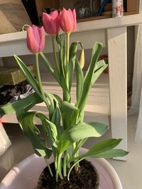 Close-up of potted plant at home