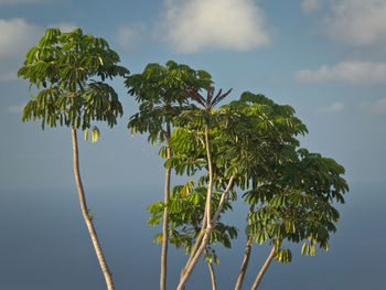 Low angle view of coconut palm tree against sky