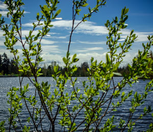 Plants by lake against sky