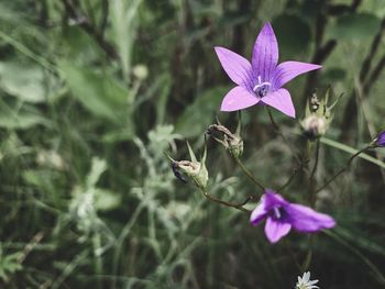 Close-up of purple flowering plant