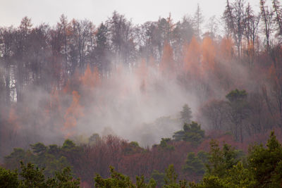 Panoramic view of forest against sky