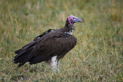 Side view of a bird on field
