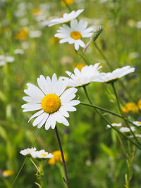 Close-up of white daisy flowers