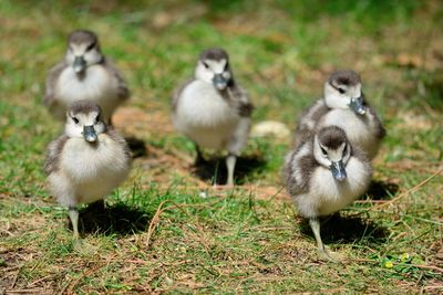 Young birds on field during sunny day