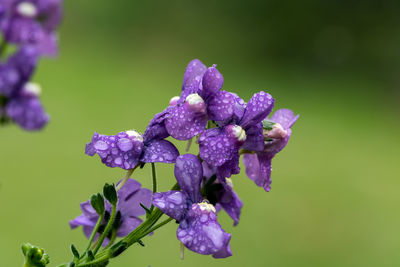 Close up of purple nemesia flowers in bloom