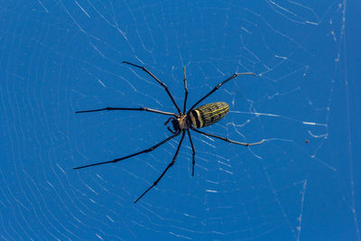 Golden orb-weaver