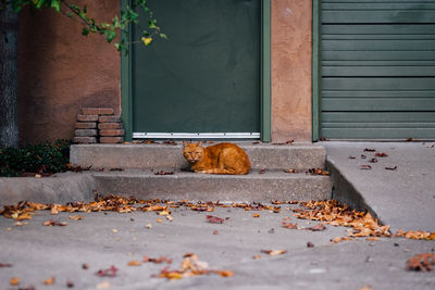 Ginger cat resting on steps at entrance