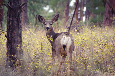 Deer in a forest